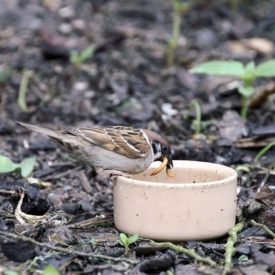 sparrow eating mealworms from a cream coloured dish on the ground