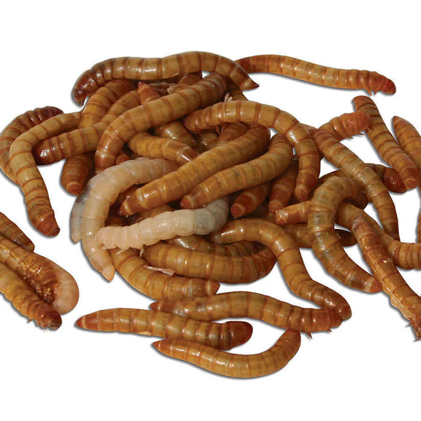A pile of live mealworms, showing their characteristic segmented bodies and glossy brown and tan coloration, isolated on a white background.