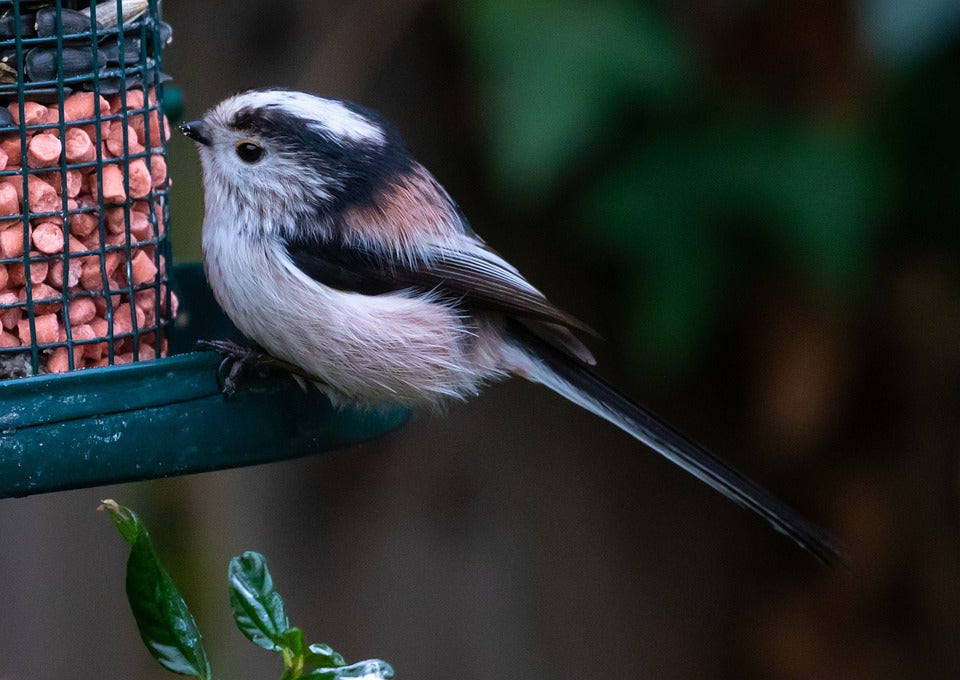 A long-tailed tit eating suet pellets from a bird feeder in the garden. 