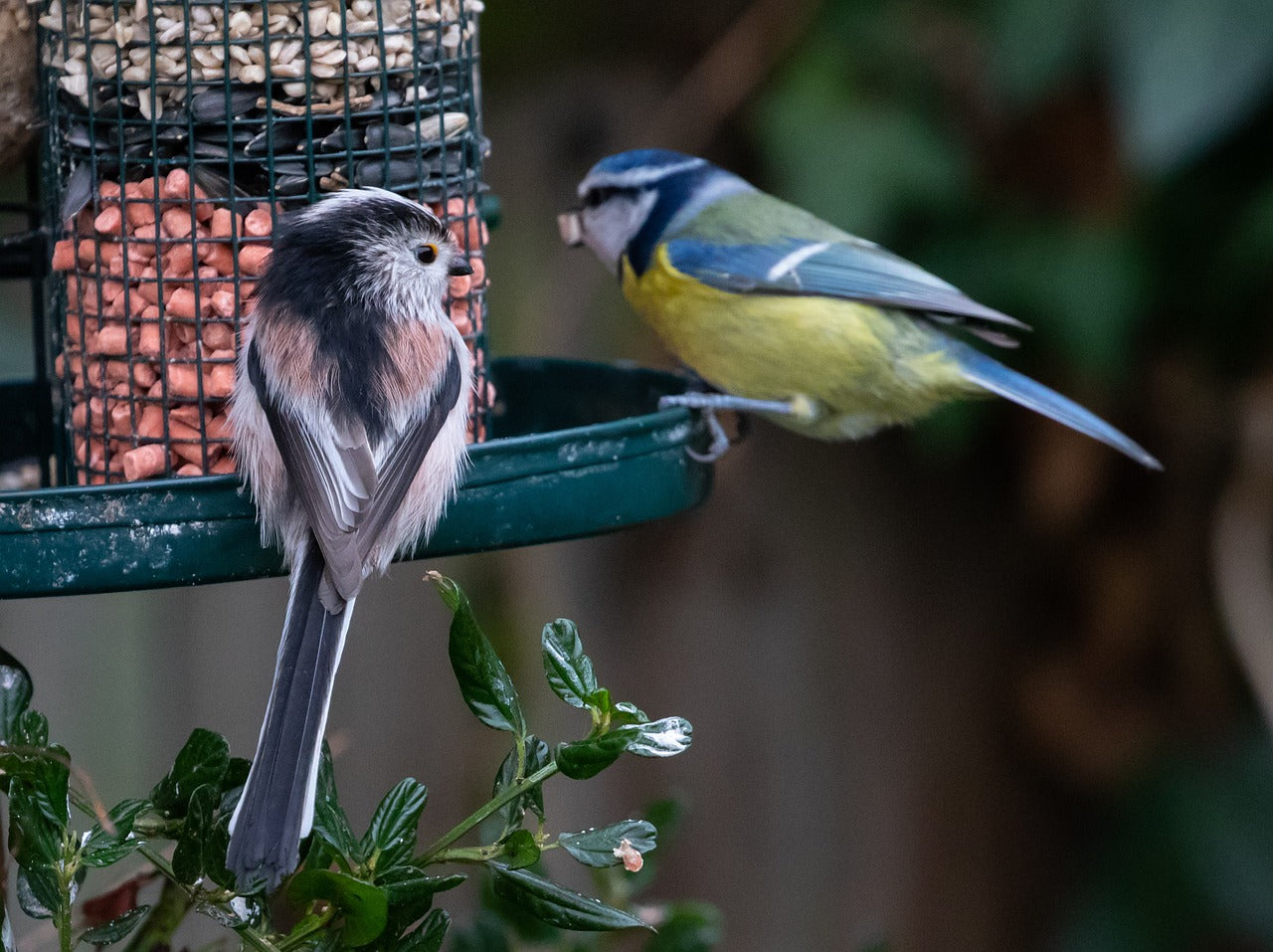Two birds perched on a bird feeder with a blurred natural background