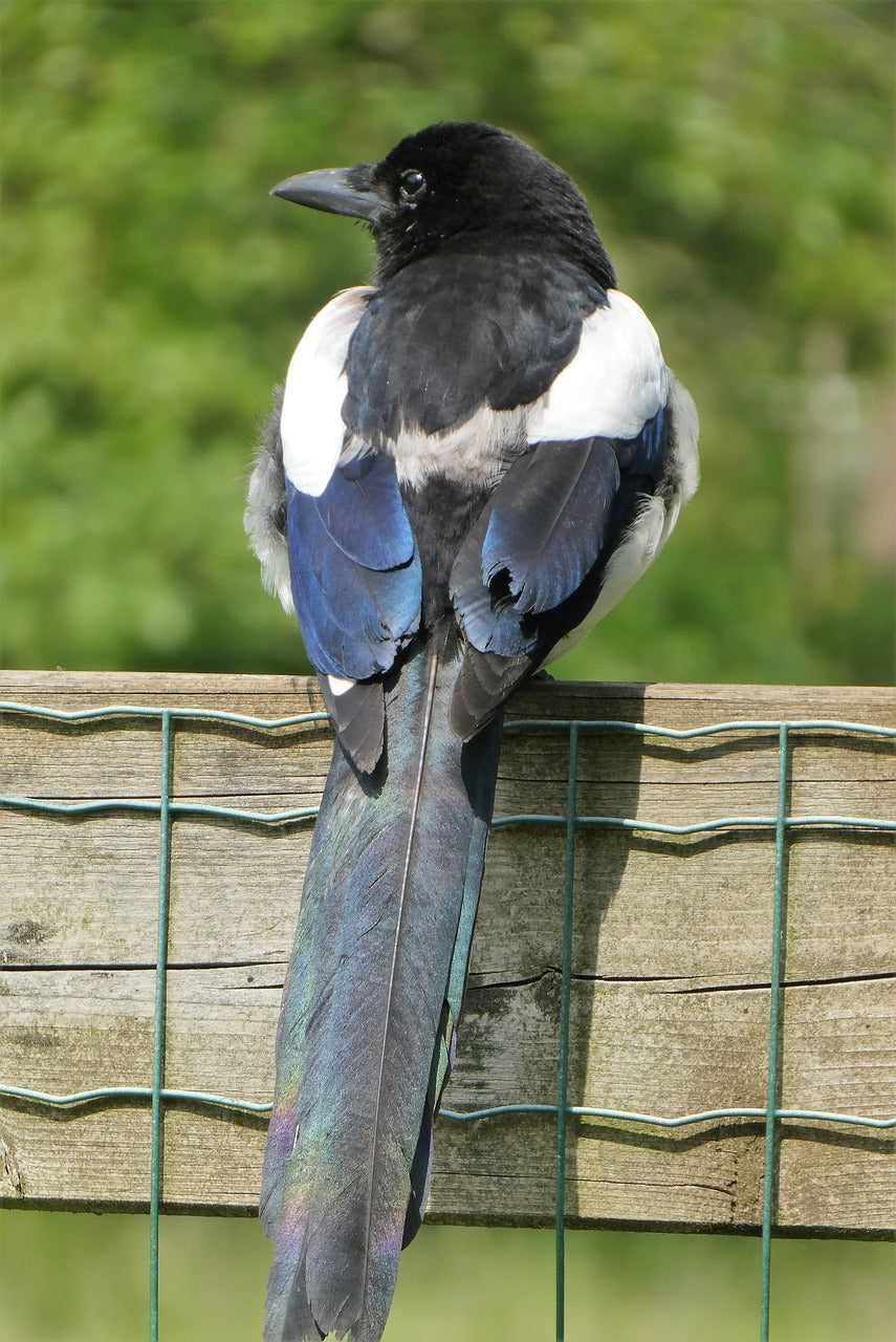 magpie sat on a fence