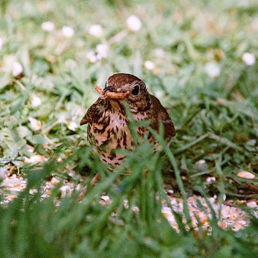 Small brown bird eating a worm