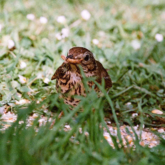 Mealworm Crumble™ - Soft Bird Food - Haith's