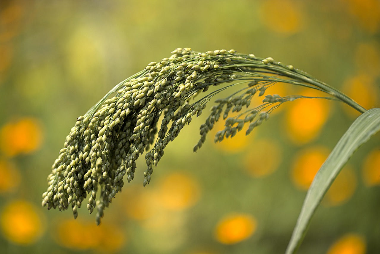close up of millet plant