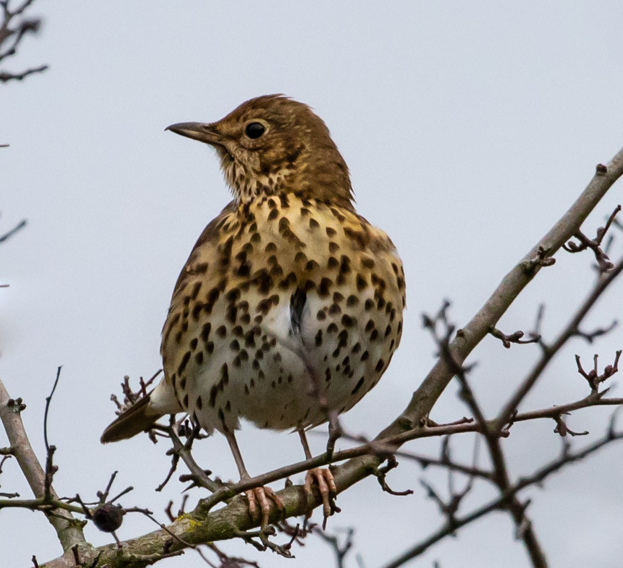 mistle thrush