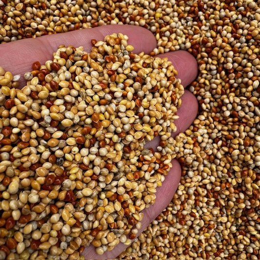 Hand holding a small pile of multicolored seeds with a background of similar seeds.