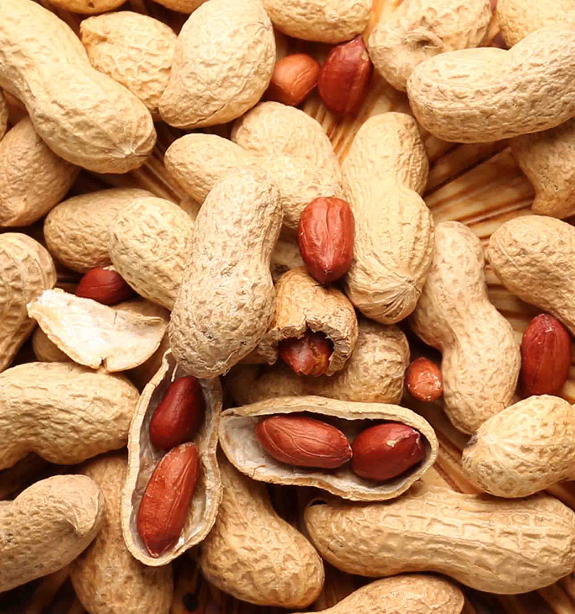 Monkey Nuts in Shells for cage birds – Haith's UK