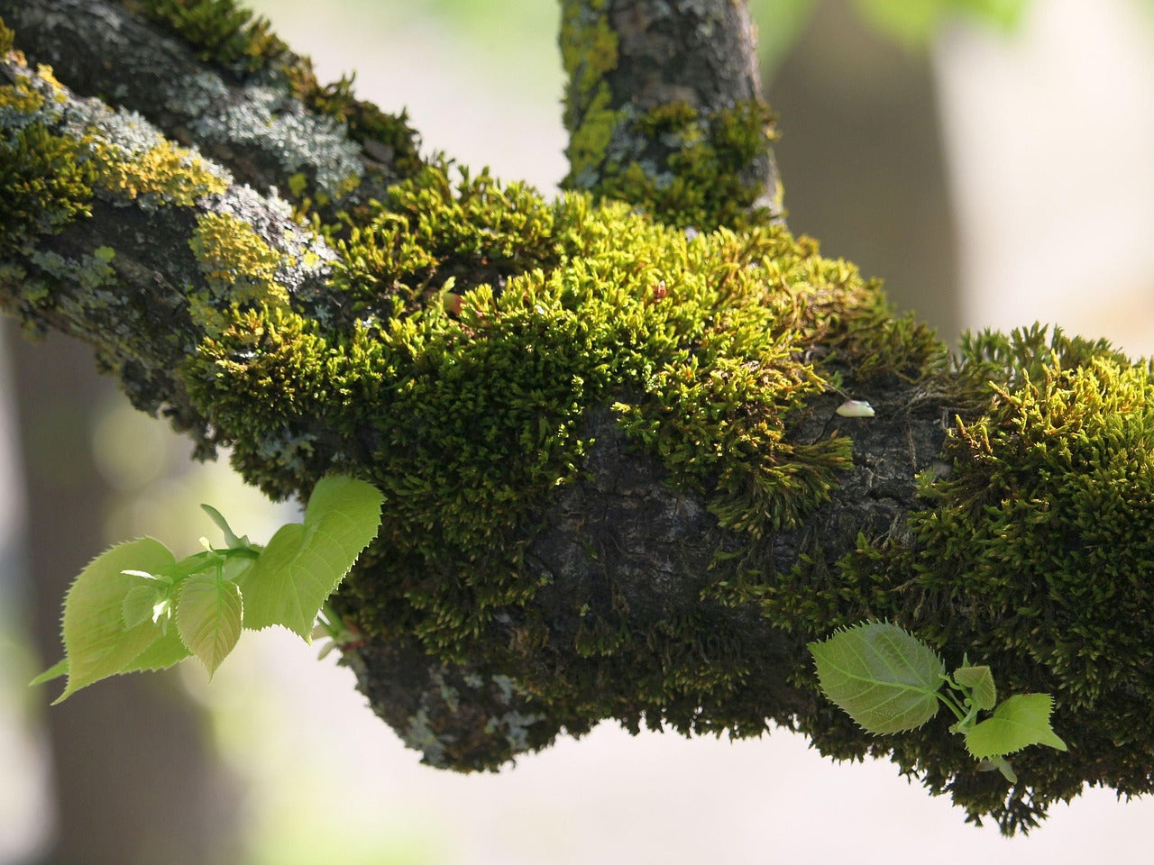 moss on a tree