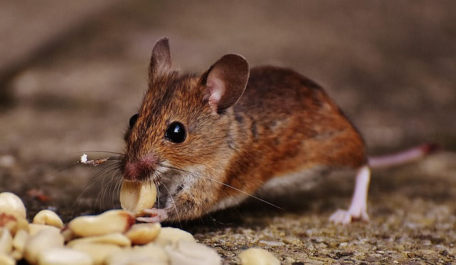 Mouse eating seeds on a natural ground background