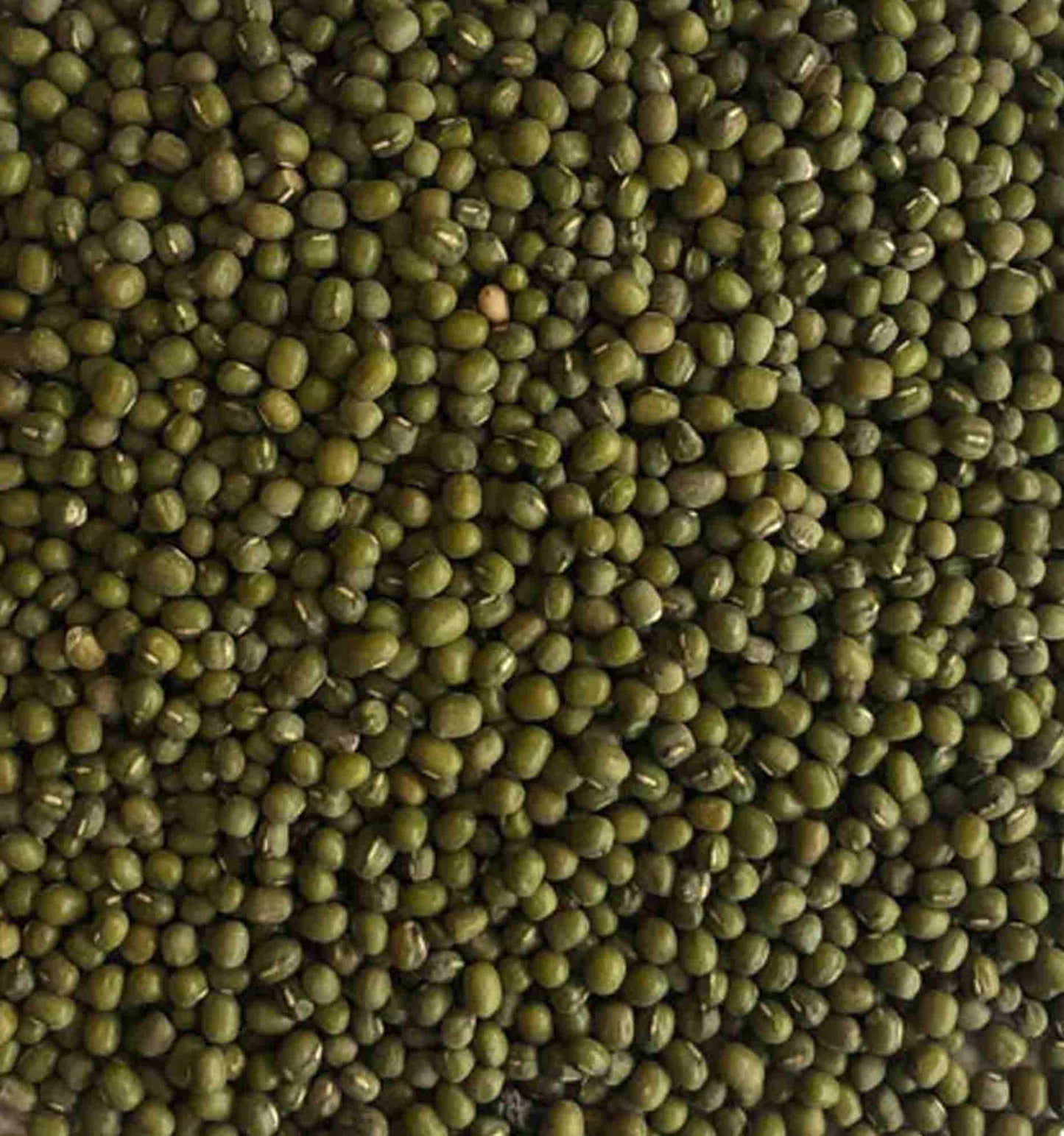 Green Mung Beans for budgies - Haith's