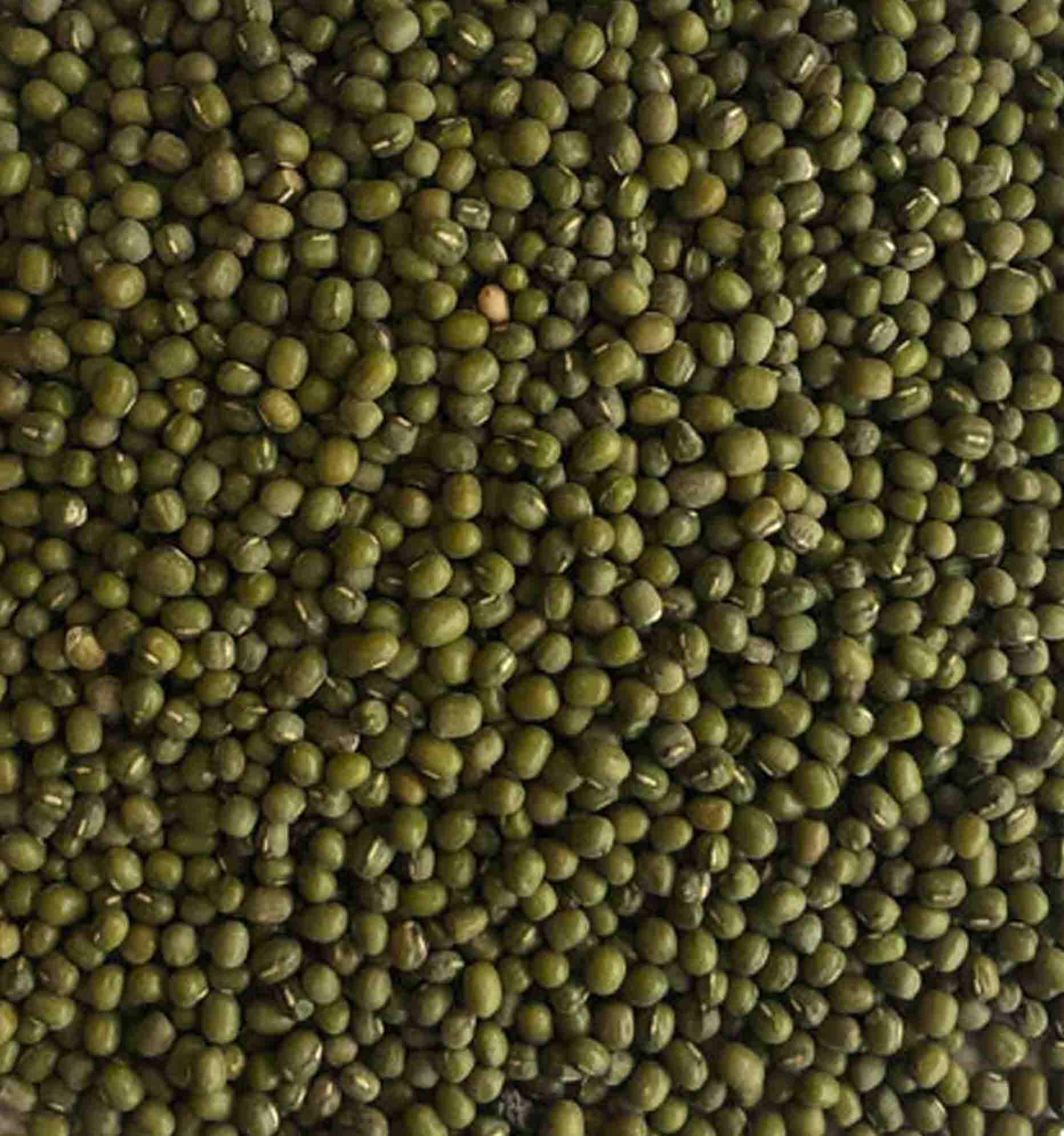 Mung Beans for budgies - Haith's