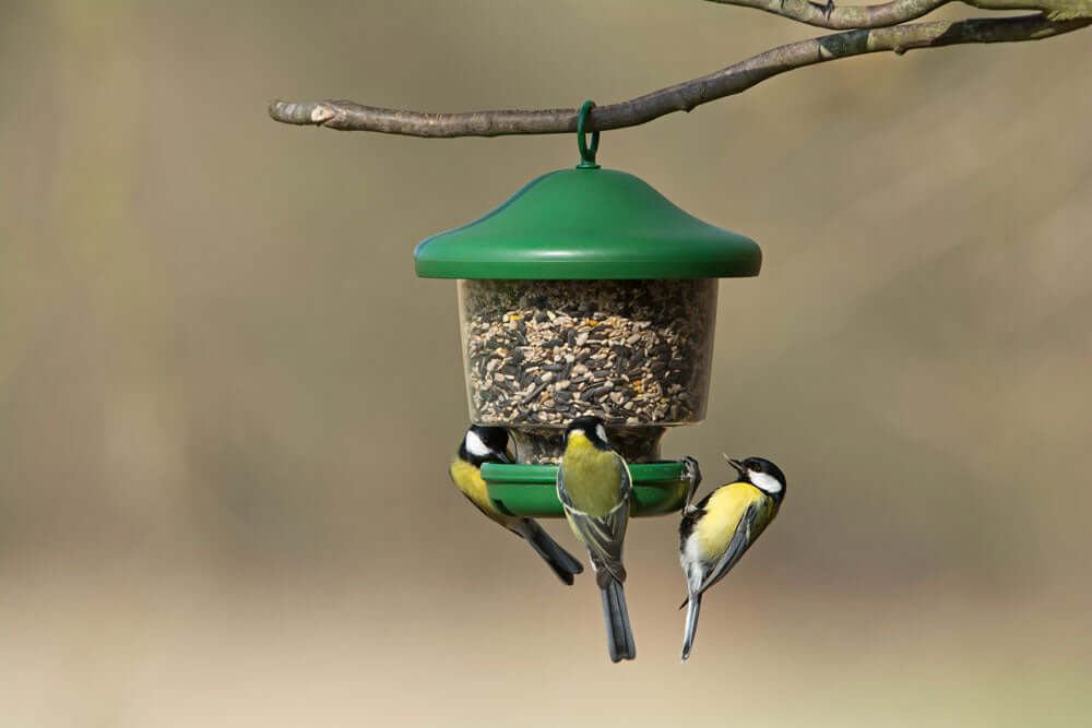 My Favourites Bird Seed Feeder - Haith's