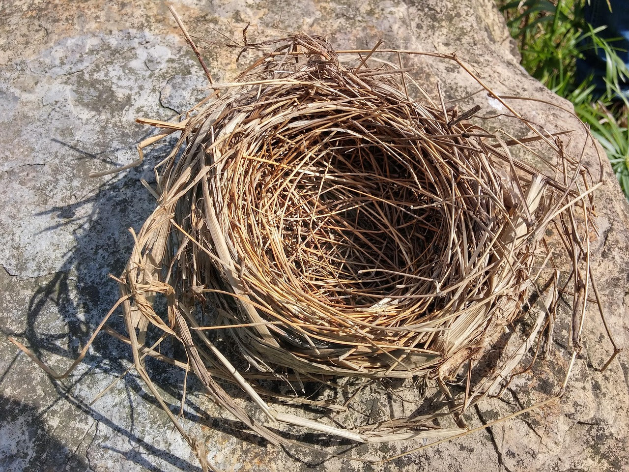 Round bird nest