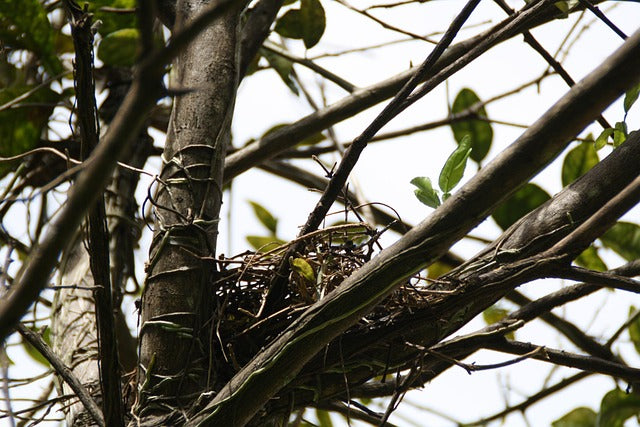 a nest in a tree