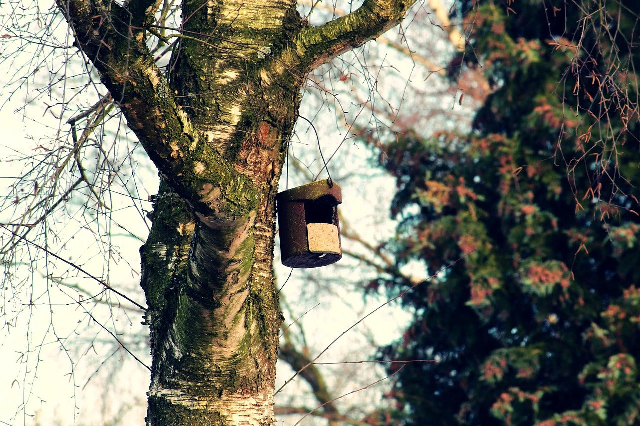 nest box high in a tree