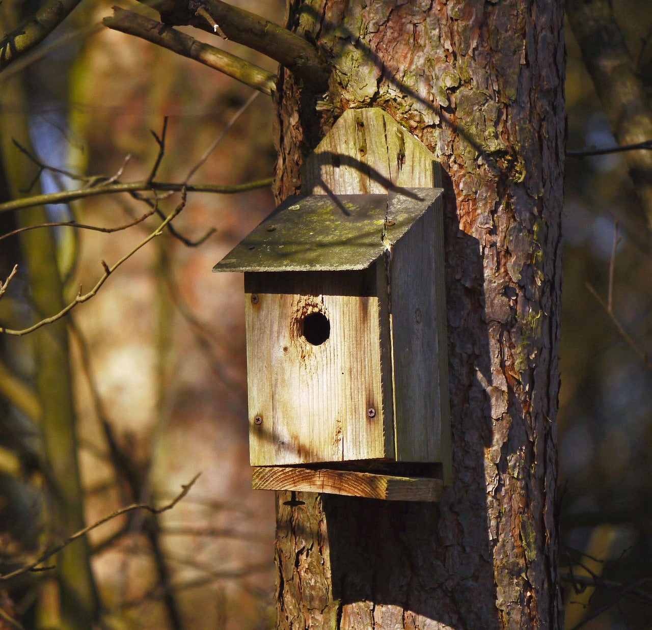 wooden nest box on a tree