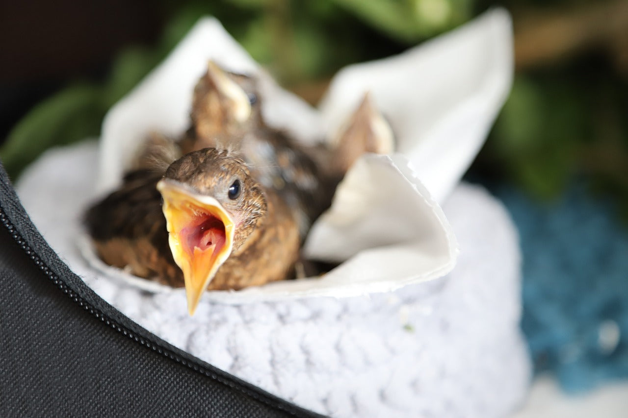 temporary nest with nestlings in