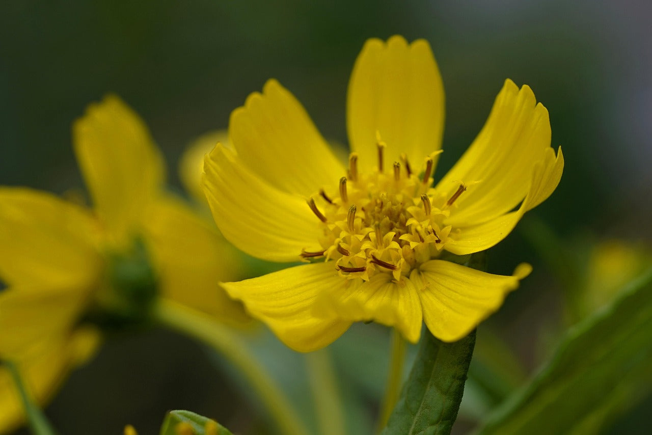 Close-up of a yellow flower with a blurred green background