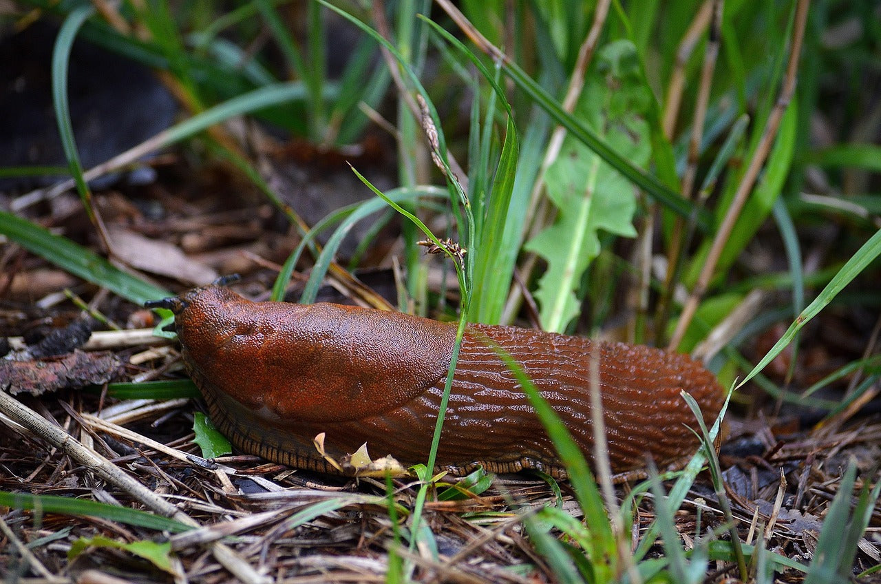 slug on grass
