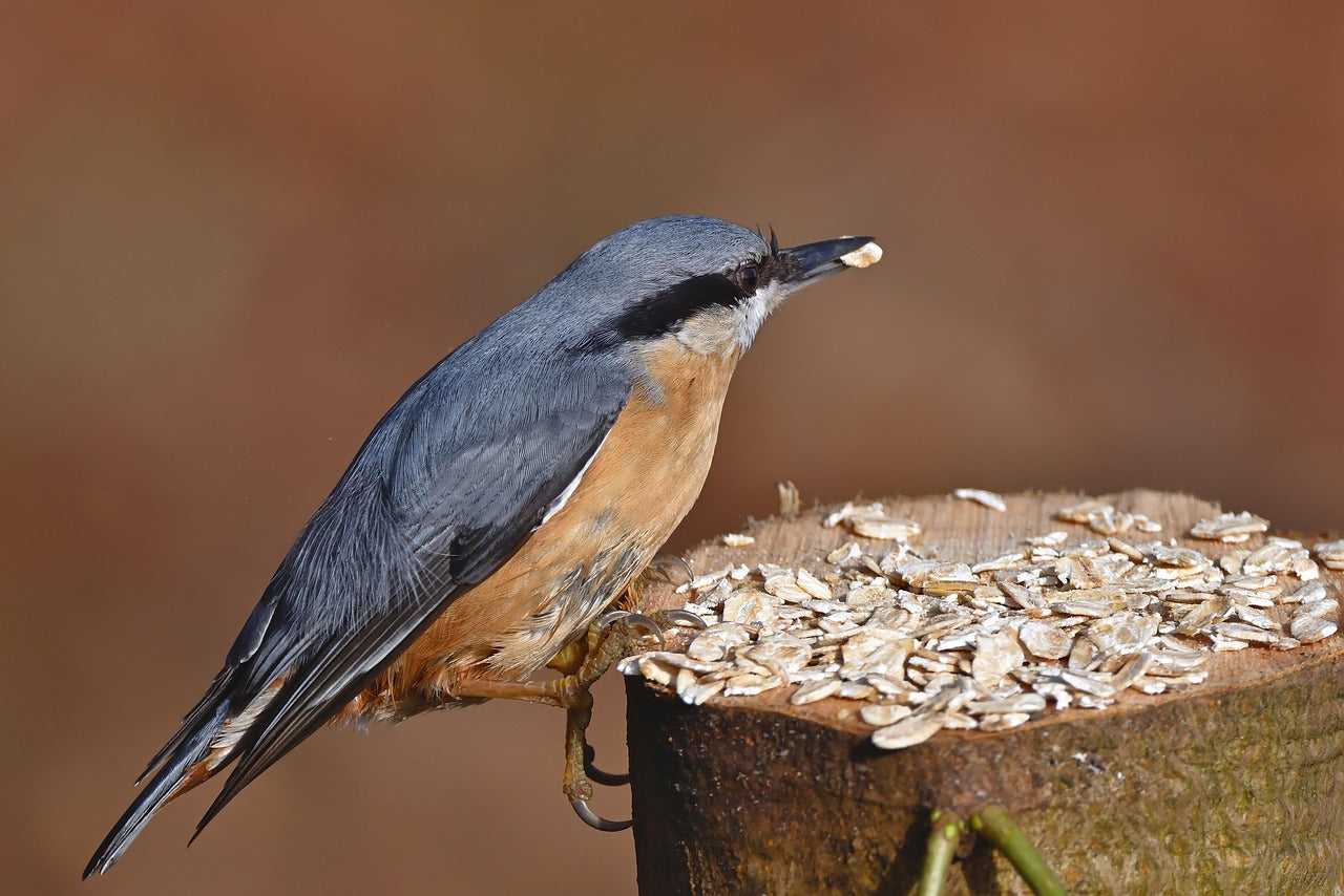 Nuthatch eating sunflower seeds