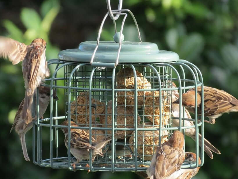 Oval shaped suet feeder which also holders small suet balls. East to clean.