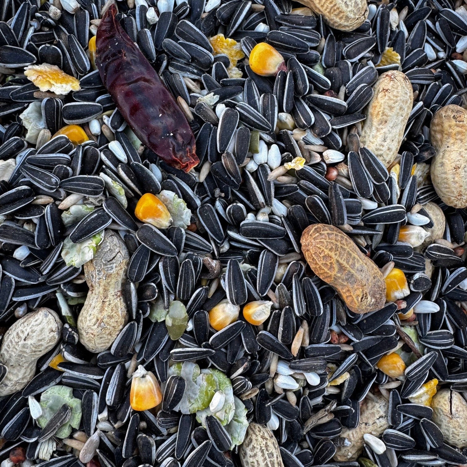 Parrot Food Superior - Haith's UK