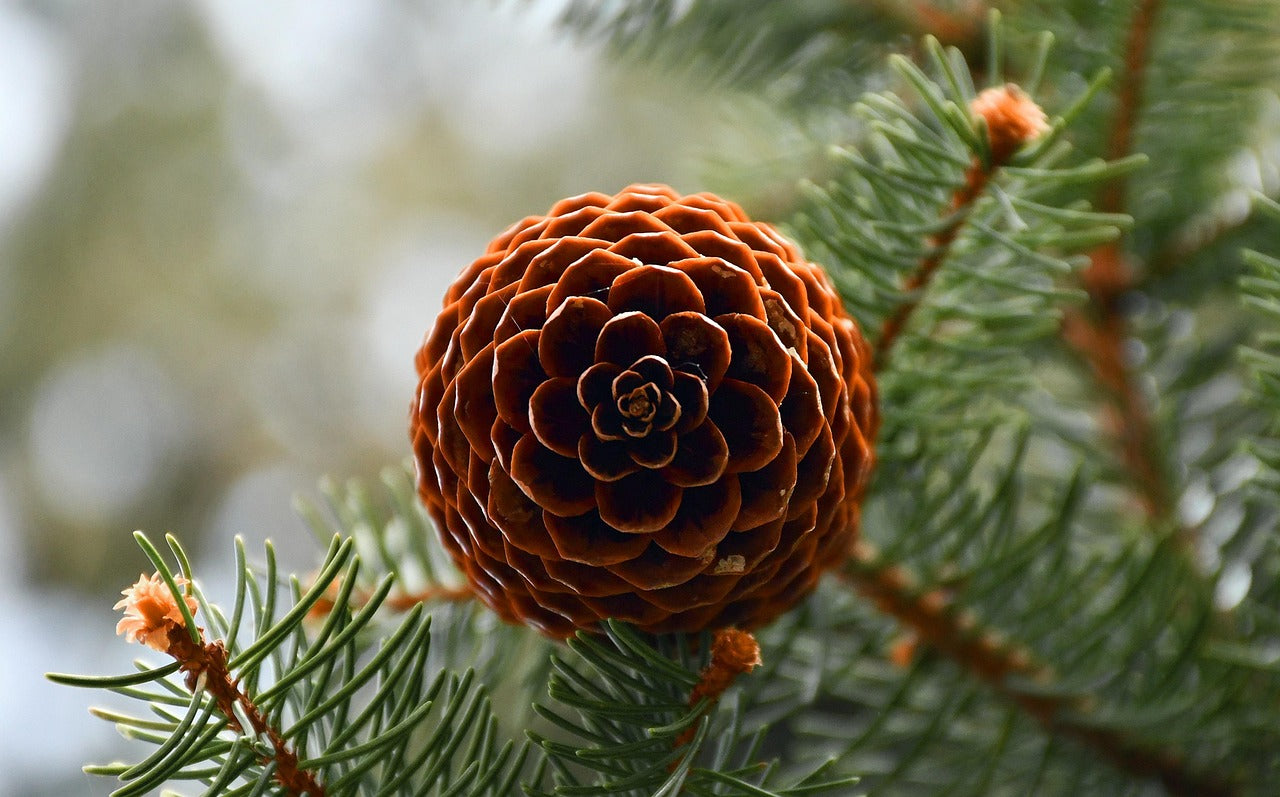 Close-up of a pine cone on a branch with a blurred natural background