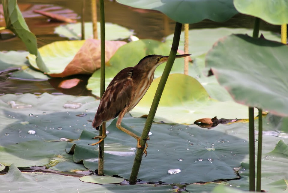 bitterne wading bird