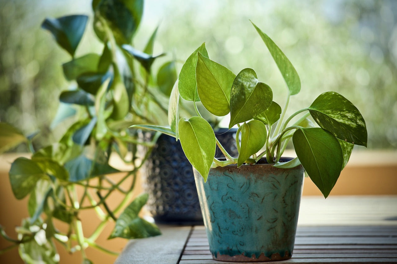 Pothos house plant