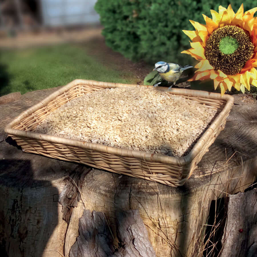 Blue tit perching on a wicker tray filled with sunflower hearts.