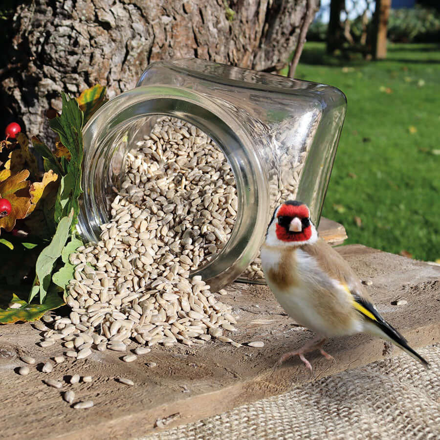 Goldfinch next to a jar of sunflower hearts. 