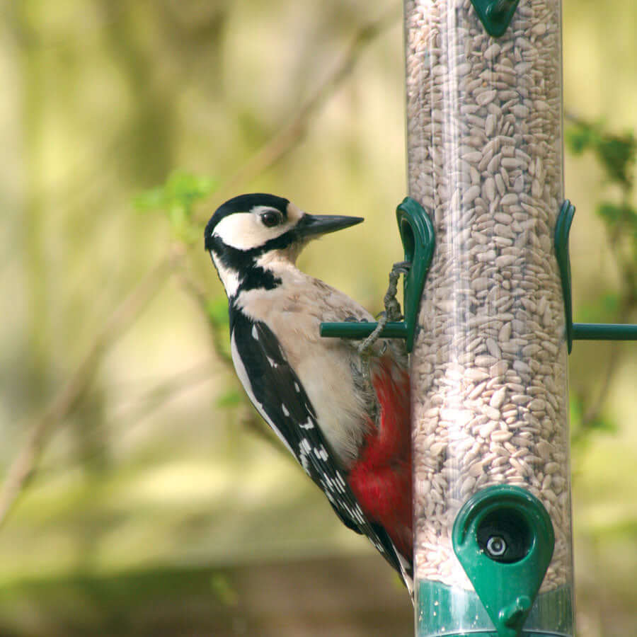 Woodpecker perched on a seed feeder. 