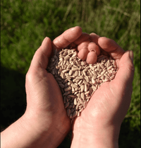 Premium Quality Sunflower Hearts - Haith's