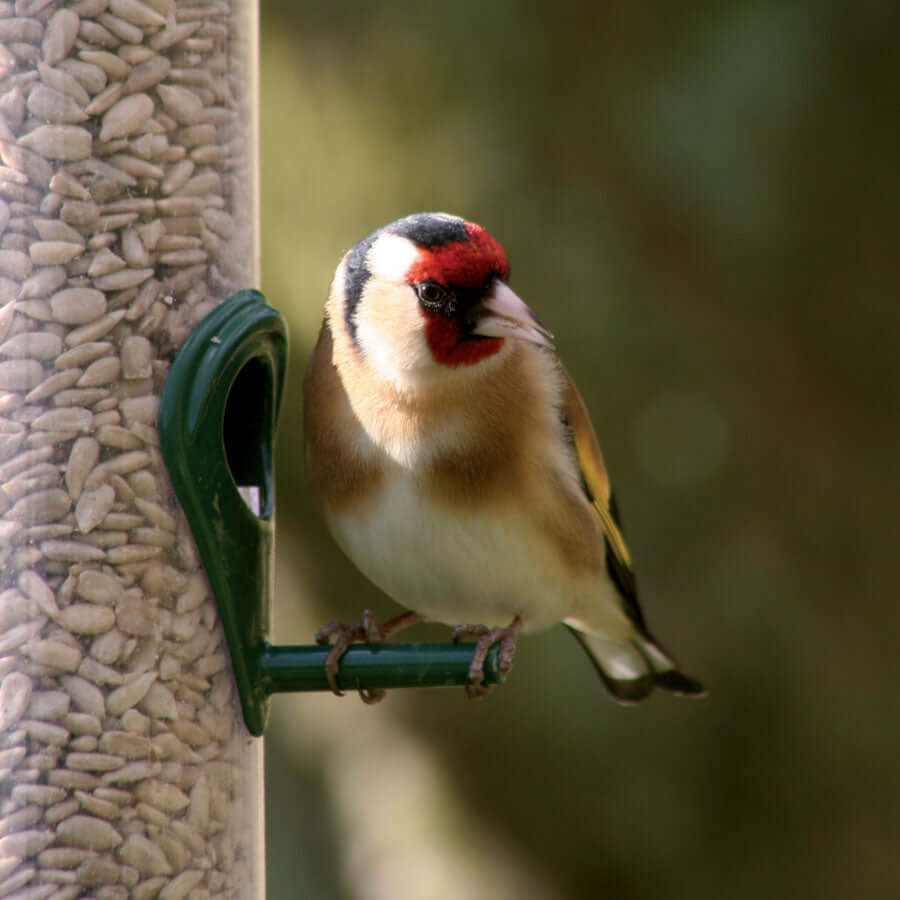 Goldfinch perched next to a feeder of sunflower hearts. 