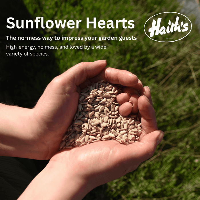 Sunflower Hearts - Premium Quality