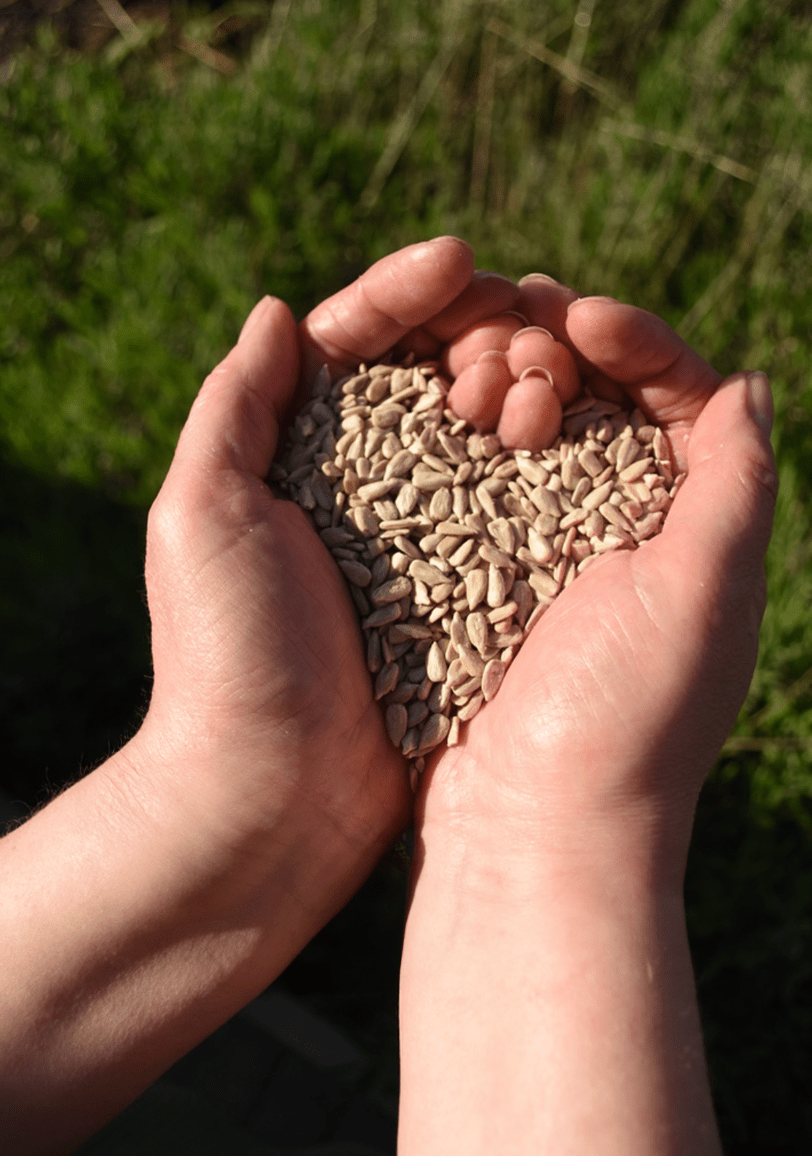 Premium Quality Sunflower Hearts - Haith's