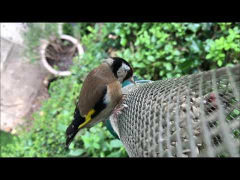 Goldfinch on metal Sunflower Heart Feeder available from Haith's