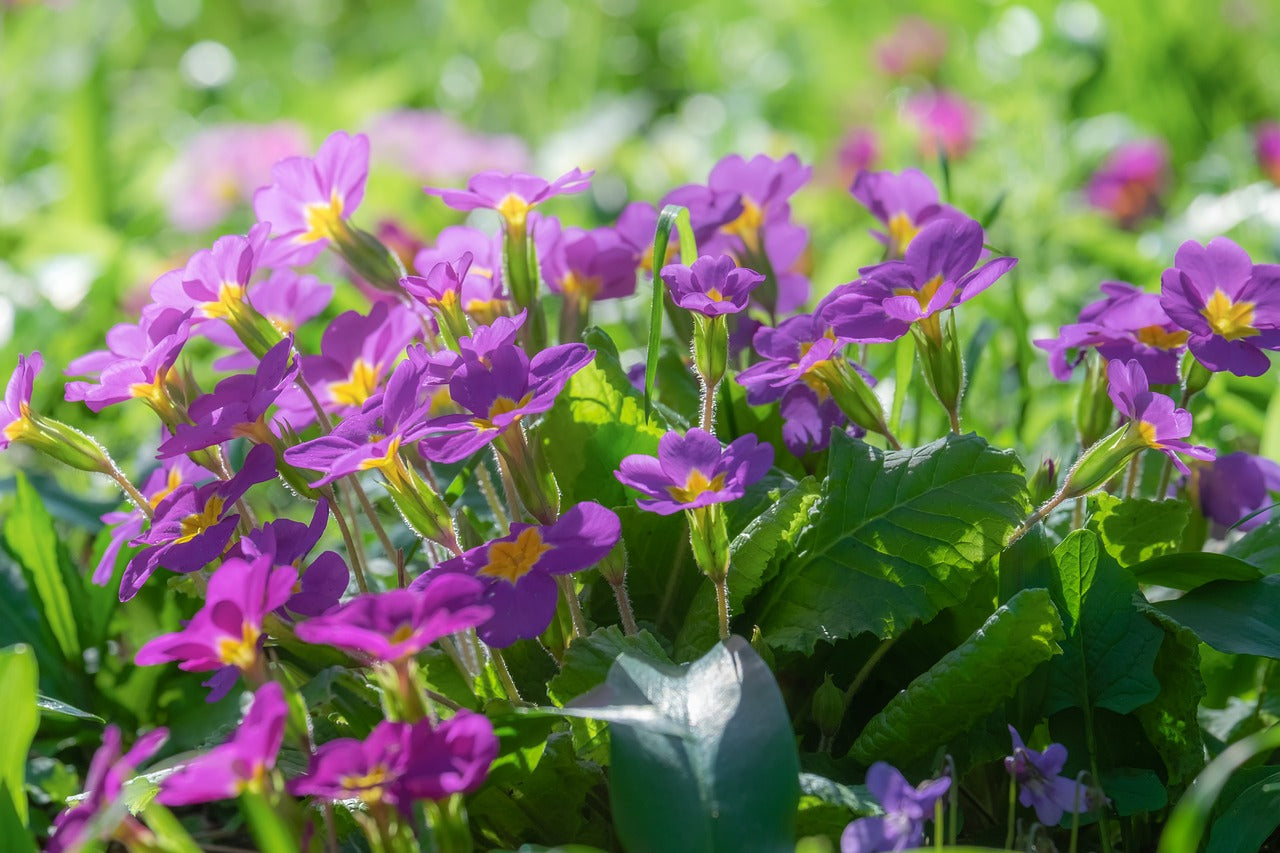 purple primroses