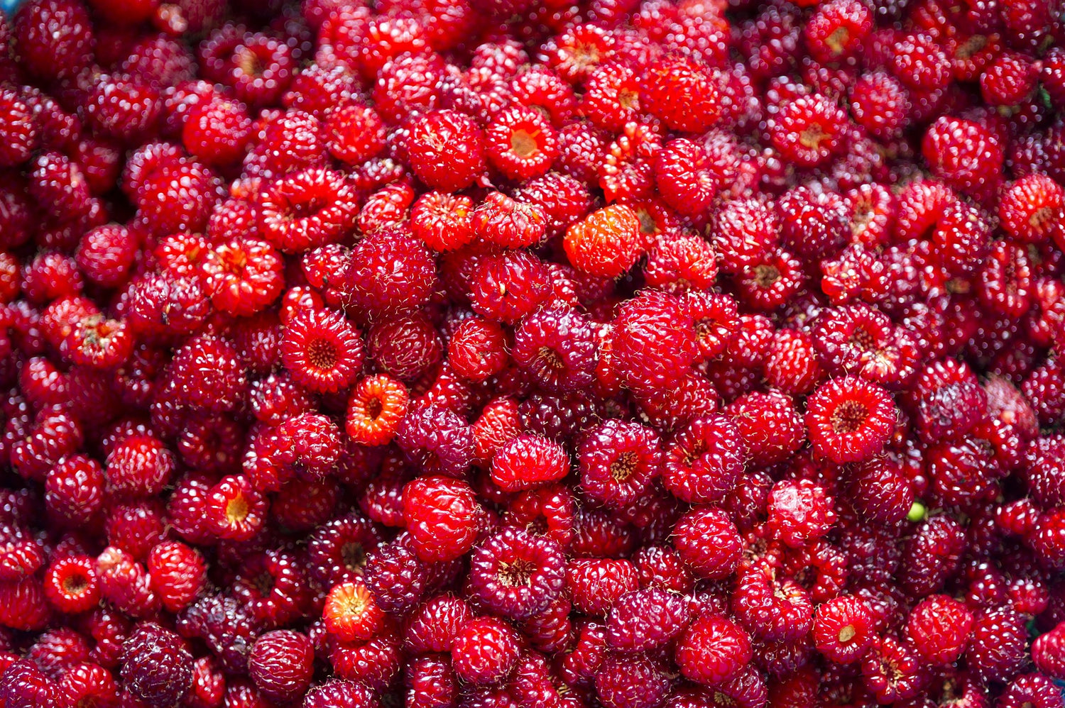 Close-up of a pile of red raspberries