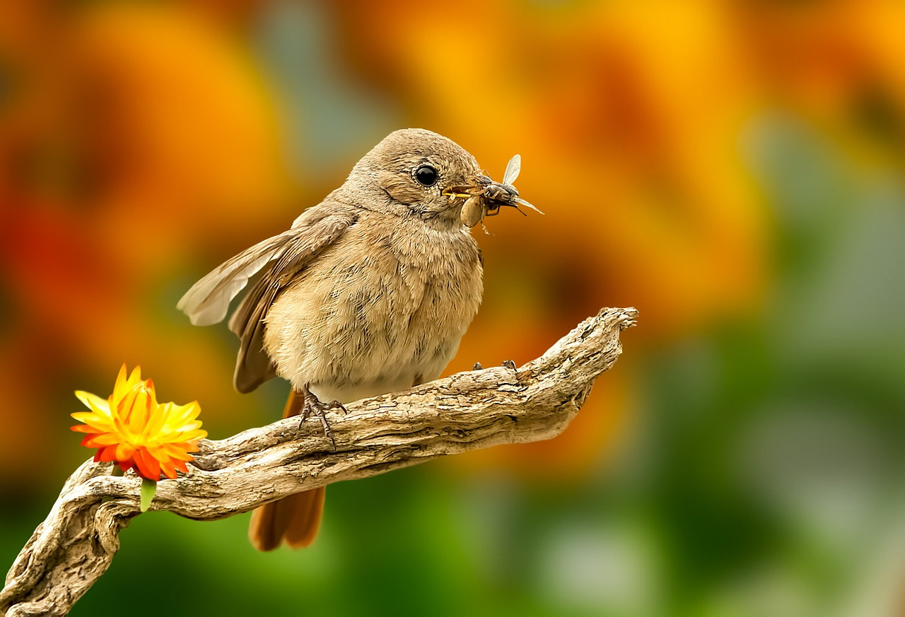 redstart eating insects