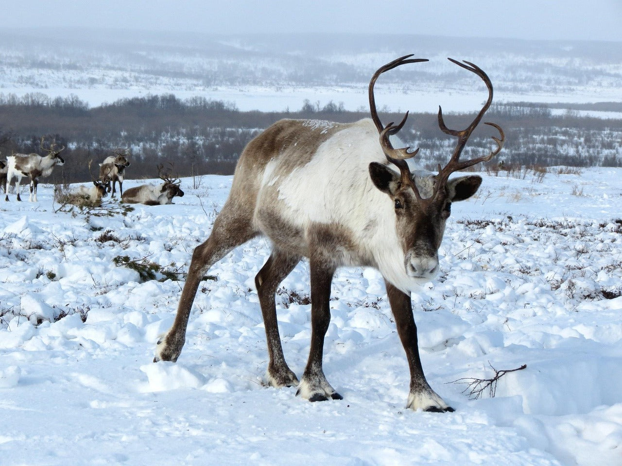 reindeer in the snow