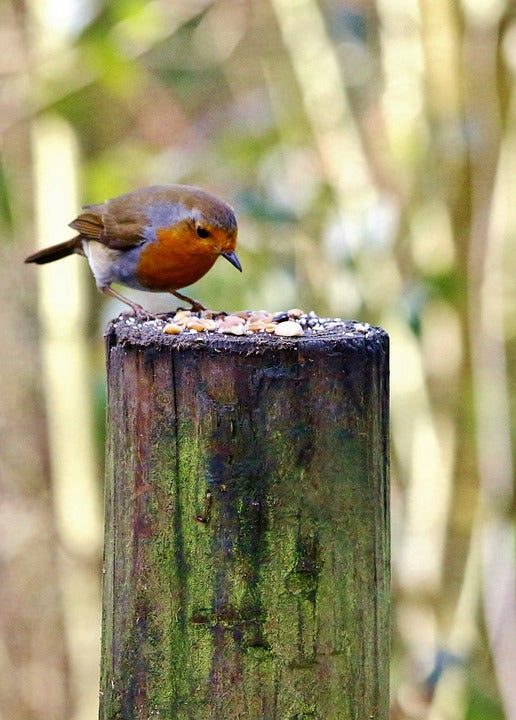 Robin feeding on bird food placed on a tree stump bird table