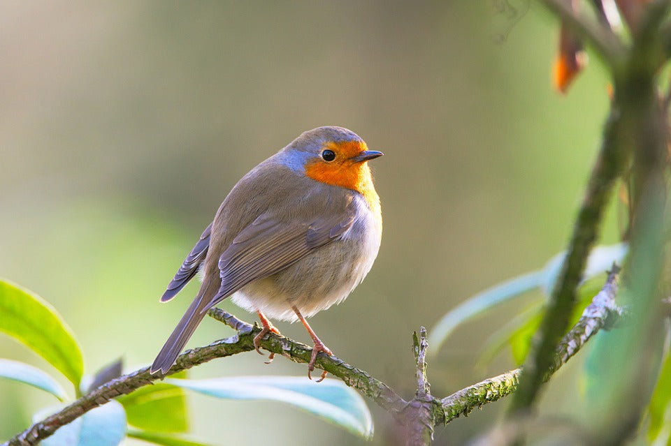 Robin sat on a branch looking for Haith's bird food. 