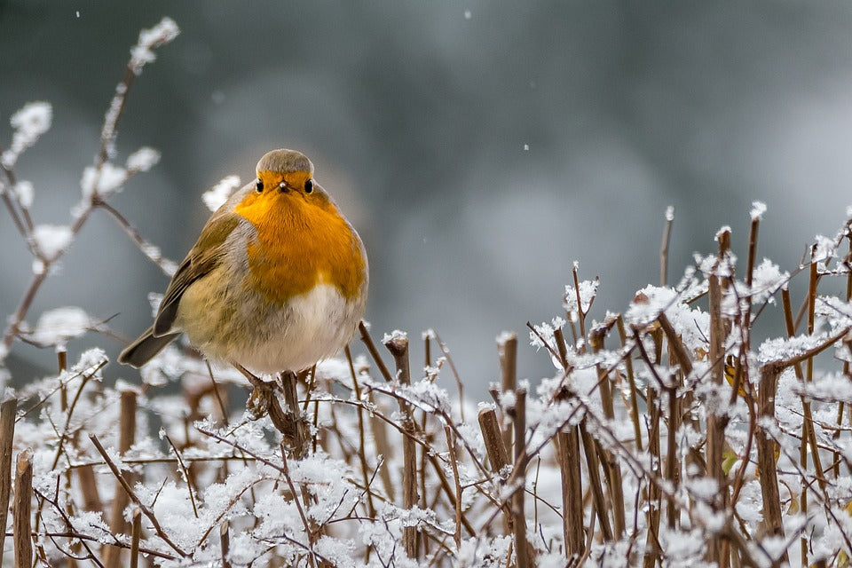 A Robin stood on a hedgerow with frost and snow in gently falling. 