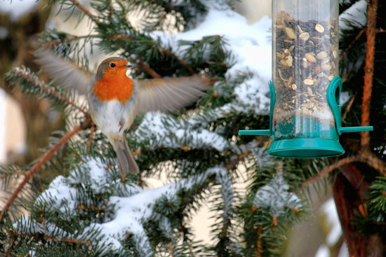 Robin landing on bird feeder