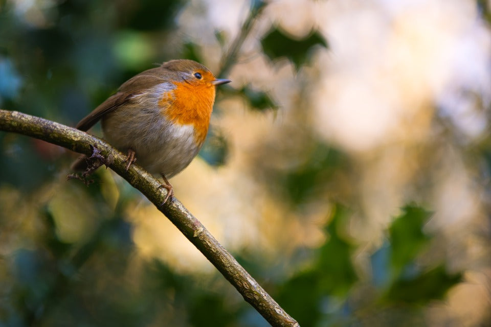 robin sat on a branch