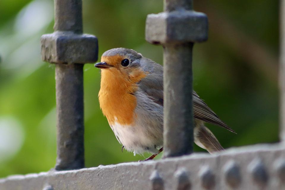 Robin on a gate. 