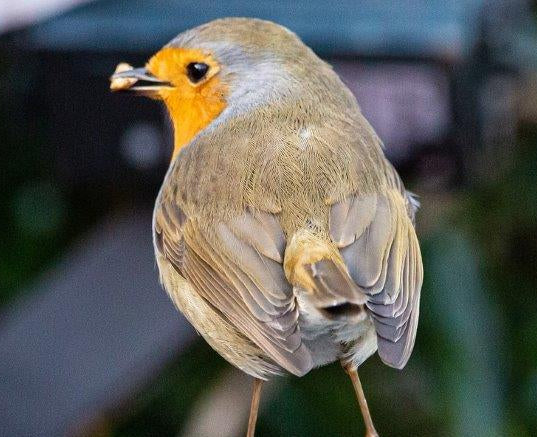 Robin eating a sunflower heart.