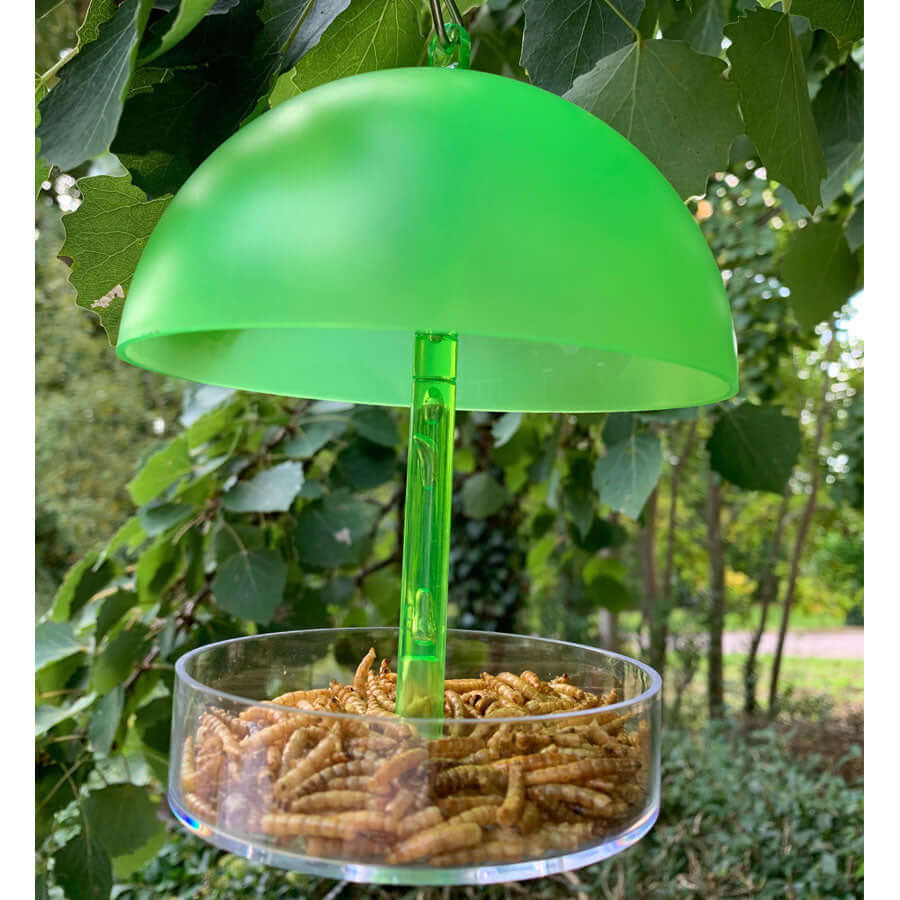 Small domed feeder with green roof and clear plastic tray