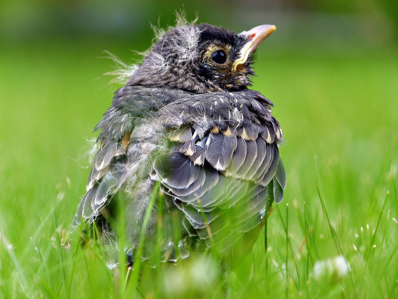 fledgling sat on the grass
